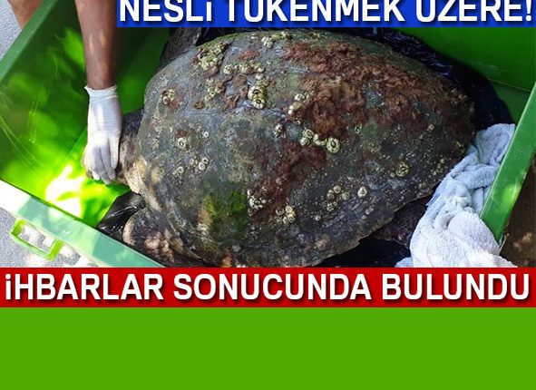 Nesli tükenmek üzere ihbarlar sonucunda bulundu!