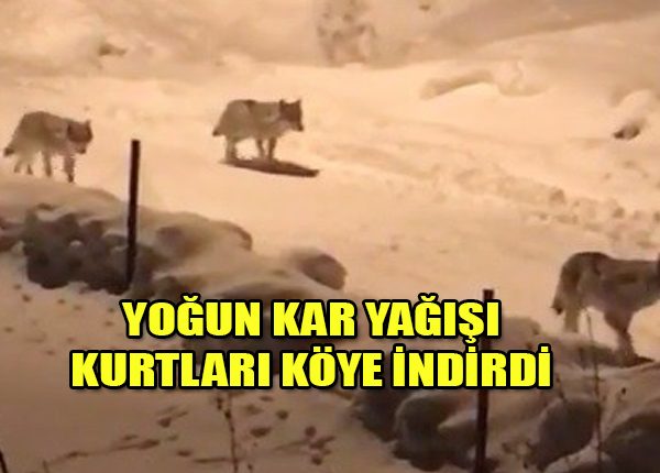 Erzurum’da kurt sürüsü köye indi!