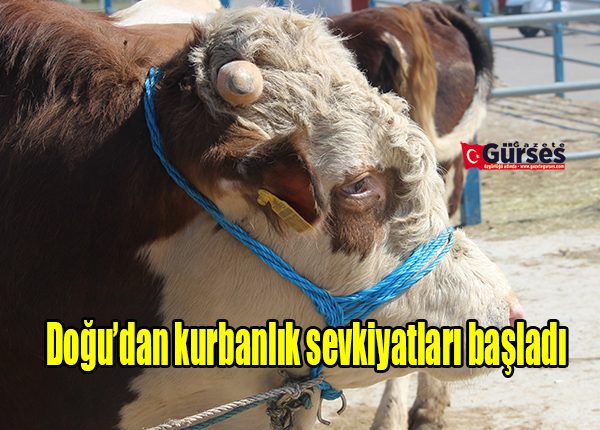 Dogu’dan kurbanlik sevkiyatlari basladi