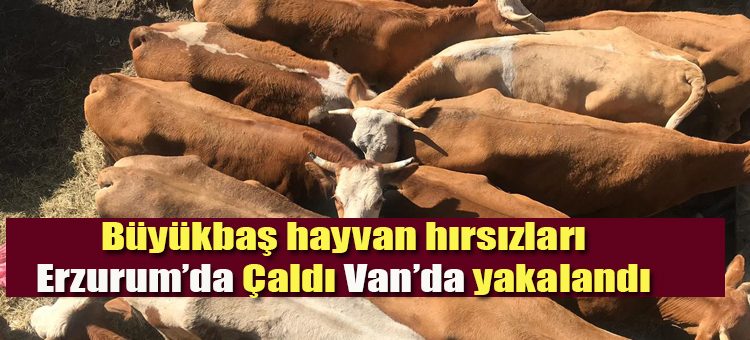 Büyükbas hayvan hirsizlari Van’da yakalandi