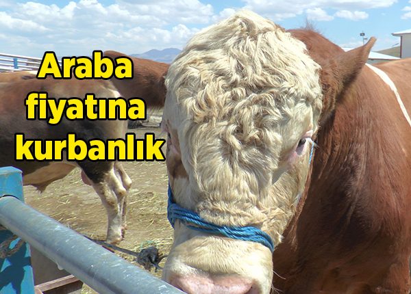 Kurban pazarinin tonluk bogalari birbiriyle yarisiyor