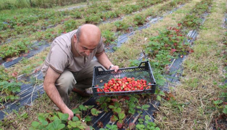 Oltu’da çilek hasadi devam ediyor