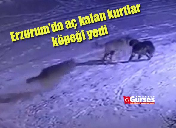 Erzurum’da aç kalan kurtlar köpegi yedi