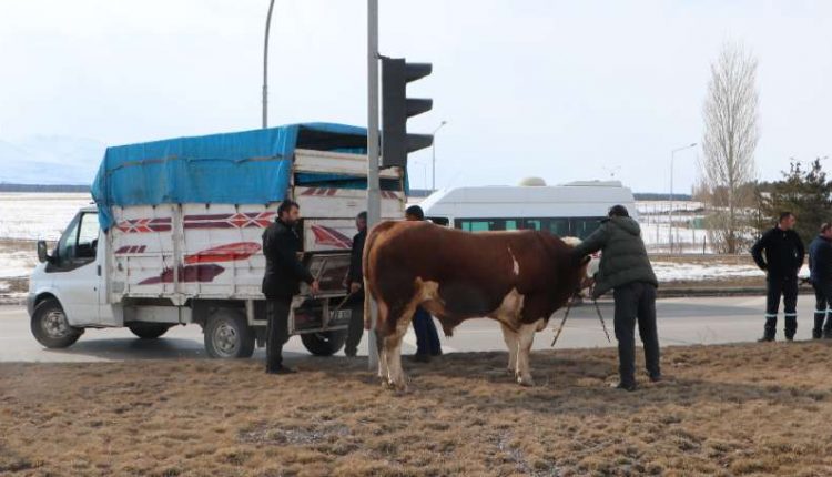 900 kiloluk kizgin boga trafigi birbirine katti