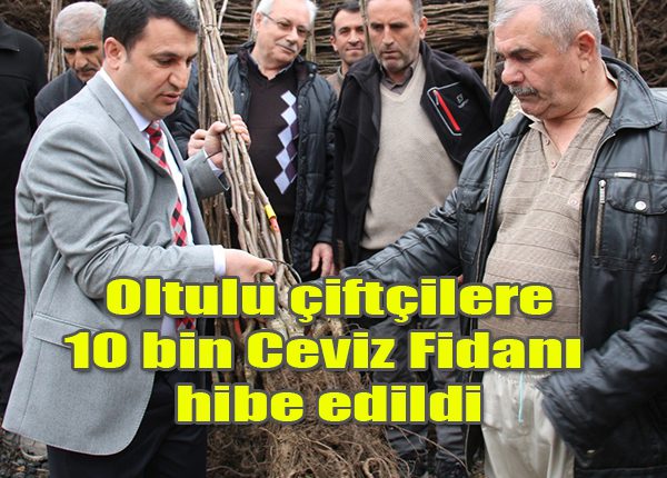 Oltulu çiftçilere 10 bin Ceviz Fidani hibe edildi