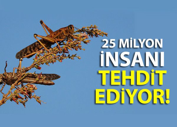 Afrika’dan gelen çöl çekirgeleri 25 milyon insani tehdit ediyor