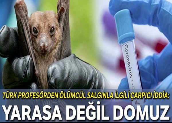 Türk profesörden çarpici iddia: Yarasa degil domuz