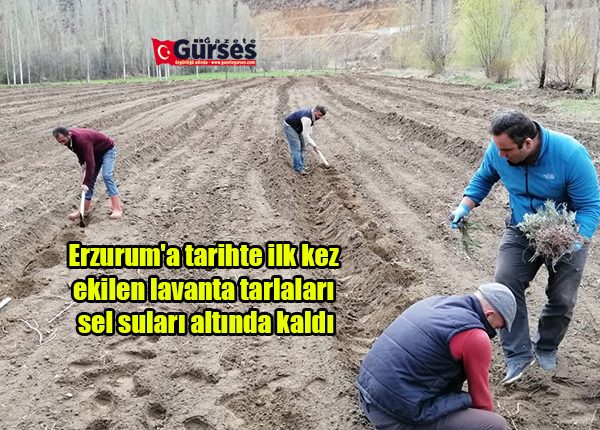 Erzurum’a tarihte ilk kez ekilen lavanta tarlalari sel sulari altinda kaldi