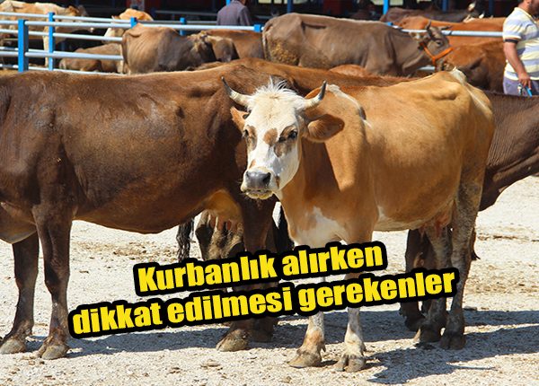 Kurbanlik alirken dikkat edilmesi gerekenler