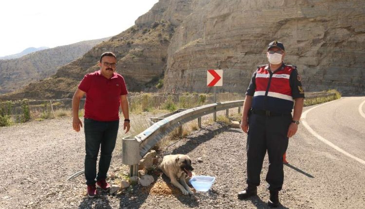 Kaymakam kendi elleriyle sokak hayvanlarini besledi