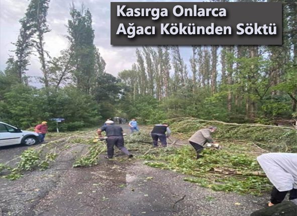 Kasirga onlarca agaci kökünden söktü