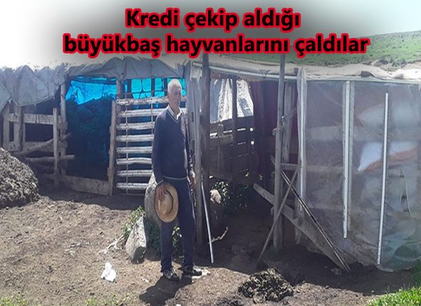 Kredi çekip aldigi büyükbas hayvanlarini çaldilar