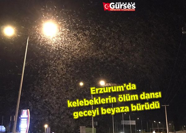 Erzurum’da kelebeklerin ölüm dansi geceyi beyaza bürüdü