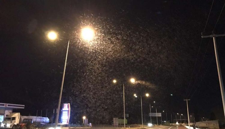 Erzurum’da kelebeklerin ölüm dansi geceyi beyaza bürüdü