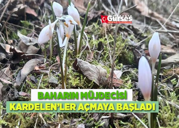 Karnavas köyünde kardelenler açmaya basladi