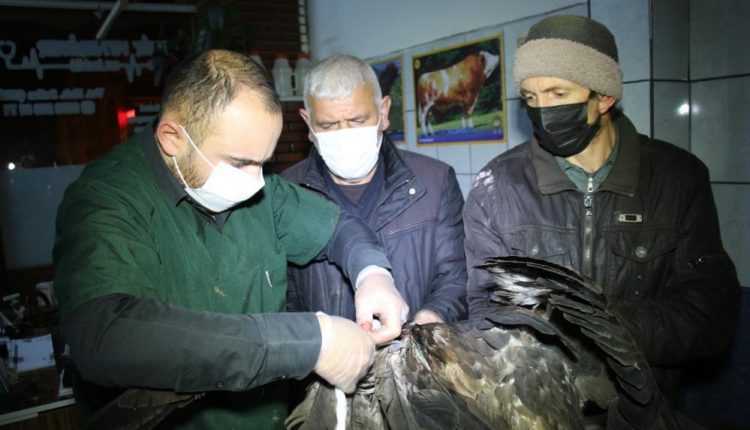 Kaçak avcilar kaya kartalini kanadindan vurdu