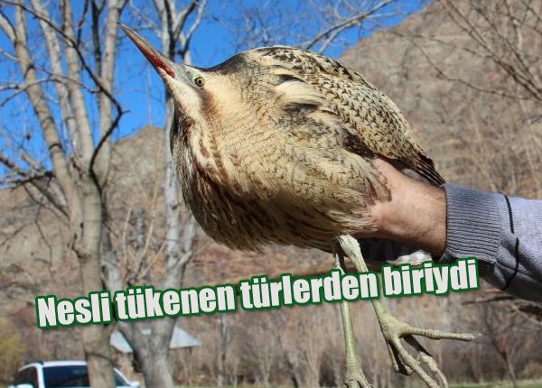 Nesli tükenen türlerden biriydi