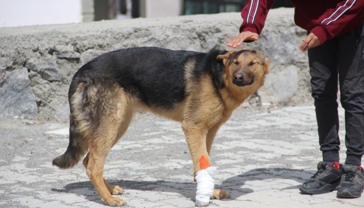 Iskence edilen köpege çocuklar sahip çikti