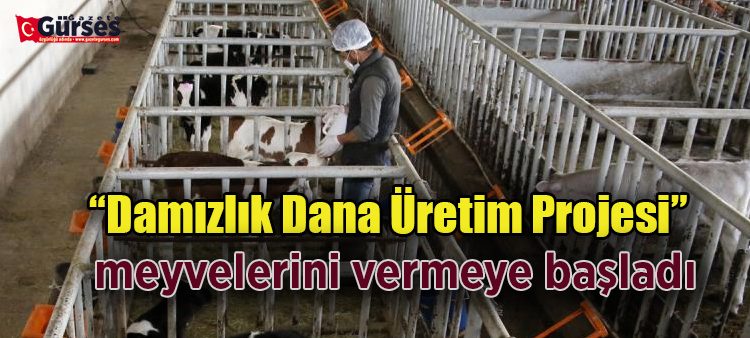 Büyüksehir’in Damizlik Dana Üretim Projesi sektöre yeni bir ufuk kazandiracak