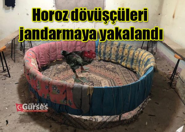 Horoz dövüsçüleri jandarmaya yakalandi