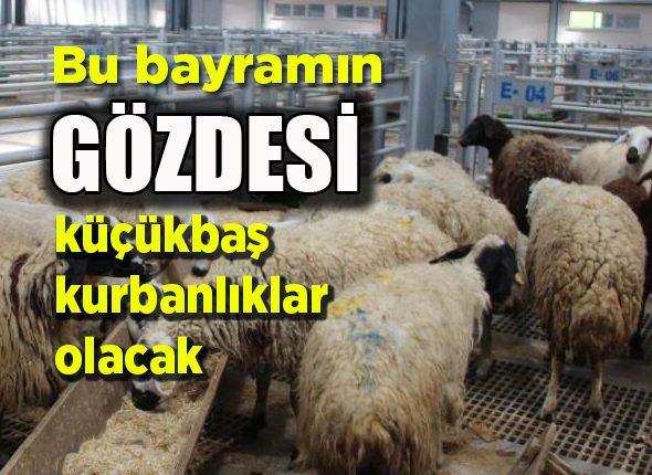 Bu bayramin gözdesi küçükbas kurbanliklar olacak