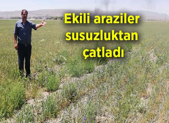 Ekili araziler susuzluktan çatladi