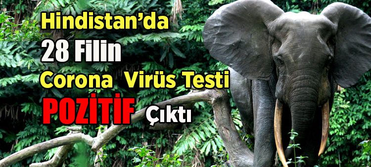 Hindistan’da 28 filin korona virüs testi pozitif çikti