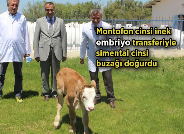 Montofon cinsi inek embriyo transferiyle simental cinsi buzagi dogurdu