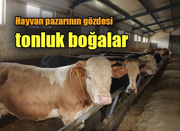 Hayvan pazarinin gözdesi tonluk bogalar