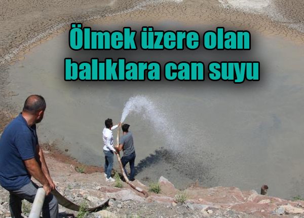 Ölmek üzere olan baliklara can suyu