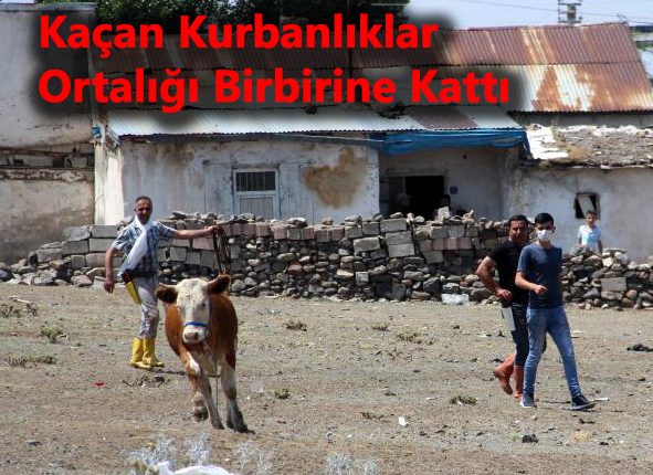 Erzurum’da kaçan kurbanliklar ortaligi birbirine katti