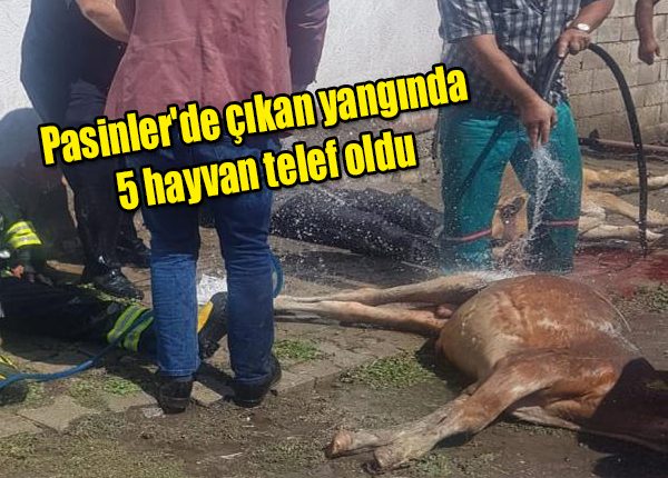 Pasinler’de çikan yanginda 5 hayvan telef oldu