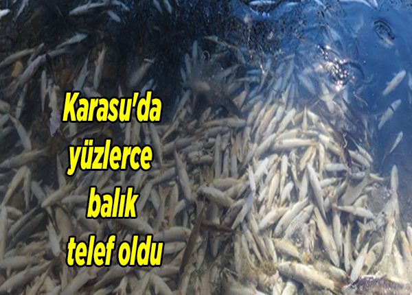 Karasu’da yüzlerce balik telef oldu