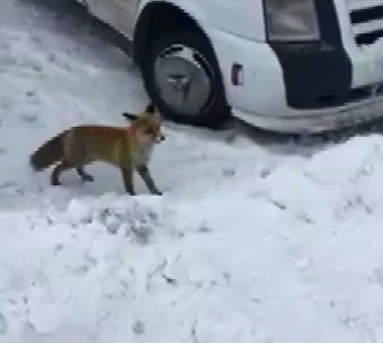 Evlerinin önüne kadar gelen tilkiyi elleriyle beslediler