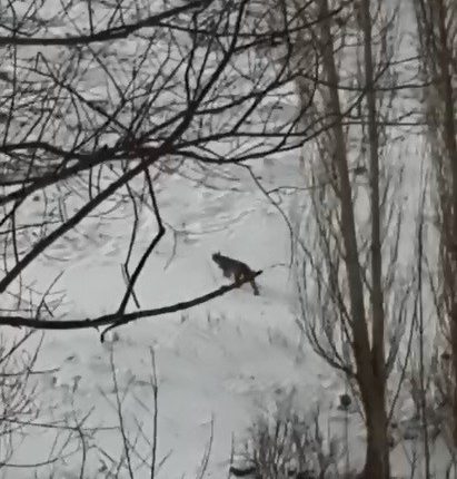 Erzurum’da nesli tükenmekte olan vasak görüntülendi